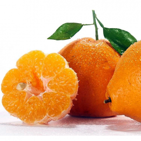 四川果苗春見耙耙柑苗批發(fā)零售價(jià)格