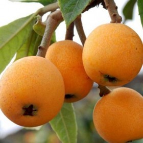 大五星枇杷苗 四川枇杷樹(shù)苗 四川大五星枇杷苗價(jià)格 基地直銷(xiāo)