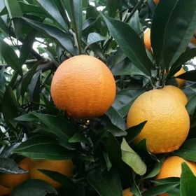 四川果苗香橙實(shí)生苗批發(fā)零售價(jià)格