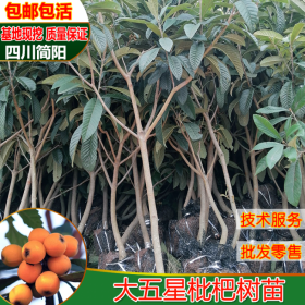四川簡(jiǎn)陽(yáng)大五星枇杷苗基地直銷批發(fā)零售盆栽地栽無(wú)病蟲(chóng)害