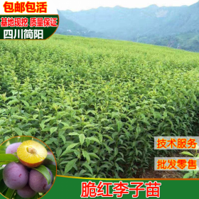 四川簡陽脆紅李子樹苗基地直銷批發(fā)零售價格盆栽地栽無病蟲害包活技術(shù)支持服務(wù)包活包郵