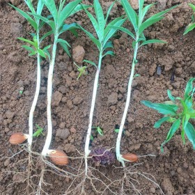 毛桃苗 高產(chǎn)細葉毛桃苗批發(fā)