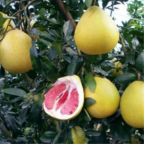 成都柚子苗 谷豐農(nóng)業(yè)供應香泡樹 叢生柚子樹移植苗 行道風景樹 根莖大存活率高