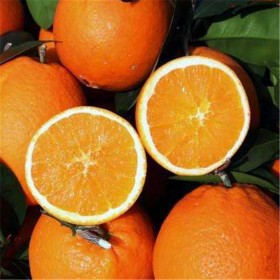 谷豐農業(yè)明日見柑橘苗_個大飽滿 皮薄汁多_杯苗銷售