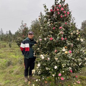 七彩茶花樹(shù)苗 庭院耐冬觀賞苗木 蓉華茶花種植基地