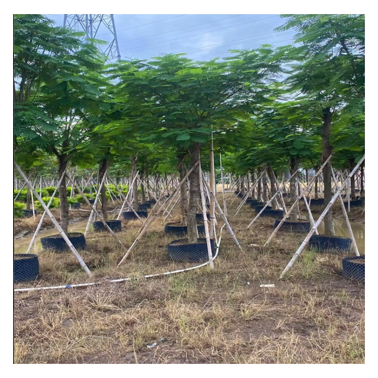 全冠30公分藍(lán)花楹市場價格 綠化苗木基地種植 華森林業(yè)