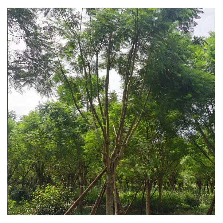 藍花楹 單桿 叢生 苗圃規(guī)?；嘤?20公分 25公分 30公分