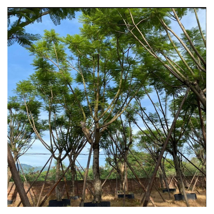 20公分藍花楹移植苗 別墅庭院庭蔭樹 基地苗木批發(fā)