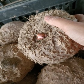 四川魔芋 新鮮魔芋現(xiàn)貨直銷(xiāo)