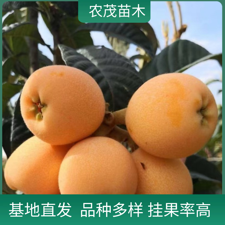 春花枇杷苗批發(fā) 晚熟枇杷1至5年苗基地直發(fā) 現(xiàn)挖現(xiàn)發(fā)