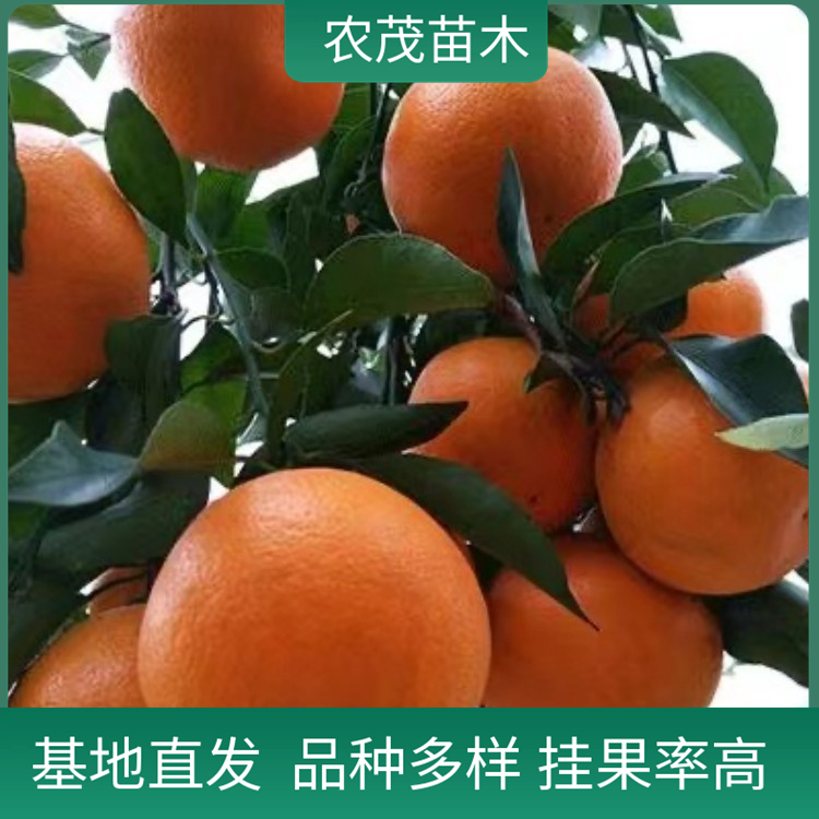 明日見柑橘苗1至5年苗種植基地 產(chǎn)地貨源現(xiàn)貨批發(fā)