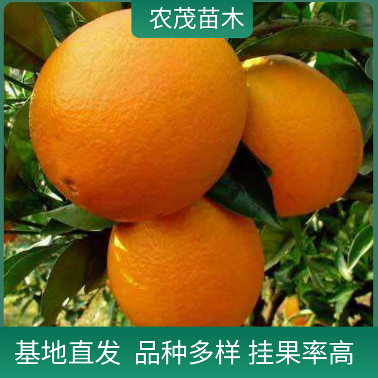 紐荷爾臍橙柑橘苗1至5年苗批發(fā) 歡迎來基地視察 現(xiàn)貨