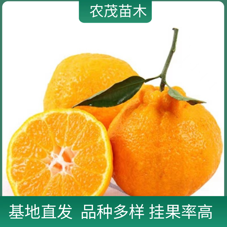 椪柑柑橘苗1至5年苗批發(fā) 果樹種植基地 產(chǎn)地貨源