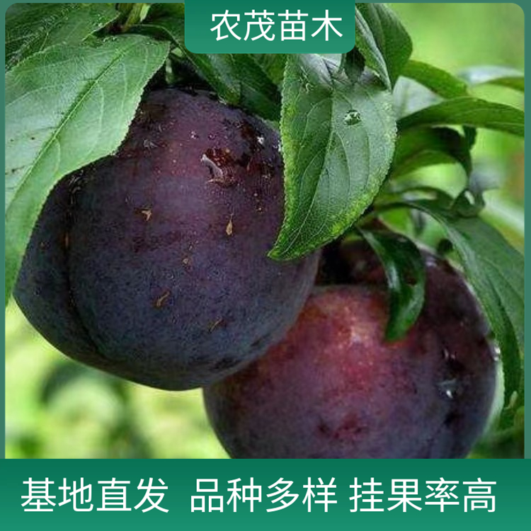 五月脆李子苗鳳凰李1至5年苗 早熟自花授粉一點(diǎn)半邊紅李子樹苗基地