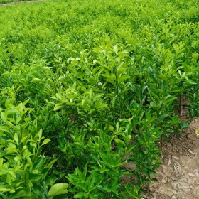 春見苗   苗木木場(chǎng)基地直銷嫁接春見苗  優(yōu)質(zhì)果樹苗包成活小苗批發(fā)