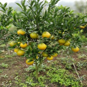 春見苗柑橘樹苗 耙耙柑苗四川批發(fā) 廠家直供 柑橘苗批發(fā)價(jià)格