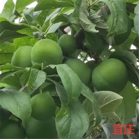 批發(fā)李子樹苗基地 四川李子苗 青脆李子苗價格 李子苗基地