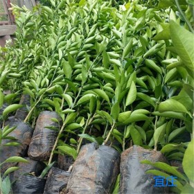 四川沃柑苗批發(fā)價格  宜莊 玉溪精選沃柑苗價格 沃柑苗種植銷售 沃柑苗種植基地