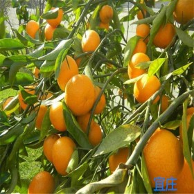 四川柑橘苗批發(fā)基地  水果新鮮直達美味柑橘價格 廣西沃柑苗批發(fā) 色澤黃艷正宗沃柑苗特價