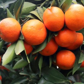 優(yōu)質(zhì)柑橘苗價(jià)格 柑橘苗批發(fā) 愛媛38號柑橘苗 宜莊