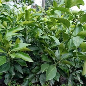 四川優(yōu)質(zhì)柑橘苗價(jià)格 眉山雙雙鳳凰李水果柑橘苗批發(fā) 愛媛38號柑橘苗