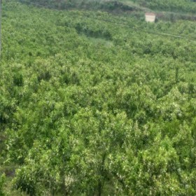 春見柑橘苗批發(fā)基地  柑橘苗春見售價(jià)