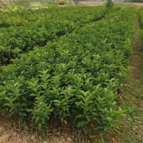 宜莊 春見柑橘苗品種 園林嫁接大雅柑橘樹苗 柑橘樹苗批發(fā)價(jià)格