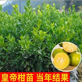 皇帝柑苗 嫁接苗 正宗皇帝柑樹苗 嫁接柑橘果樹苗出售價(jià)格