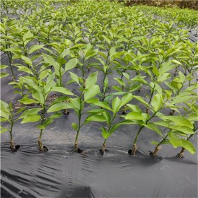 四川愛媛果樹苗 橘子苗 規(guī)格齊全 愛媛38號果凍橙苗批發(fā)價(jià)格