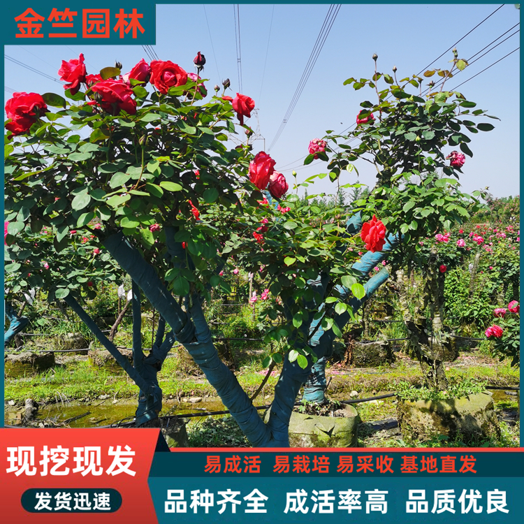 百年古樁月季 景觀效果好 園林景觀造景 布置花壇花