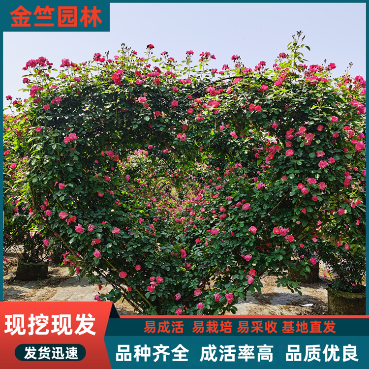 心形月季種植基地 花色多 長勢好 當天訂貨隔天發(fā) 易成活