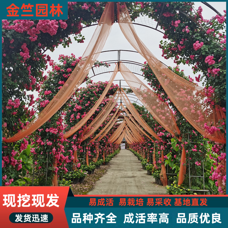 月季拱門 造型設計 景區(qū)園林綠化種植觀賞花壇花鏡 陽臺綠化花卉