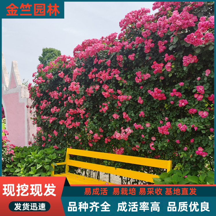 月季花墻 綠植墻庭院裝飾掛壁室內陽臺綠化背景花墻 觀賞造型花卉