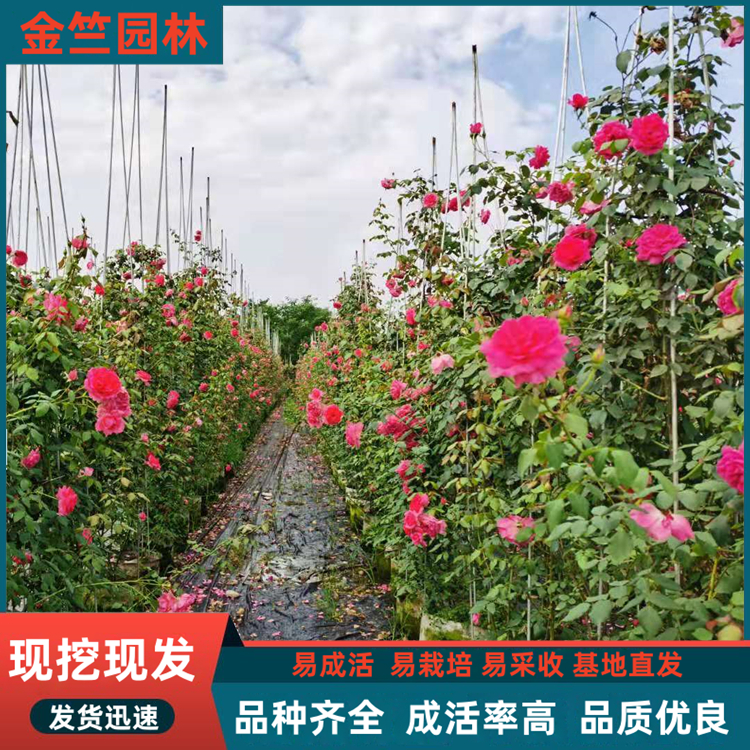 月季花柱 花量較多花壇花鏡小區(qū)庭院別墅造型綠化種植