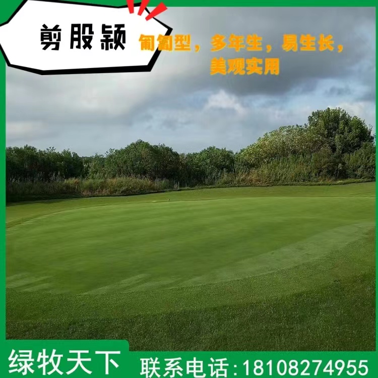 剪股穎草皮 高爾夫草皮種子 批發(fā)草種 種子批發(fā)價格 綠牧天下種子供應(yīng)商