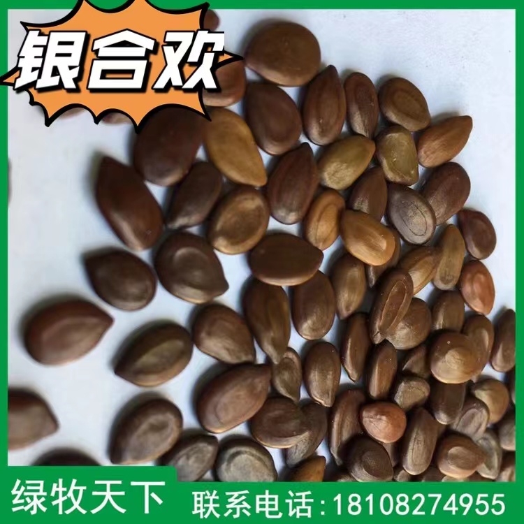 四川護坡灌木 銀合歡種子價格 批發(fā)草籽 綠牧天下