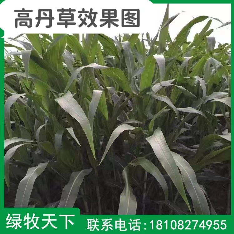 綠牧天下花草種子現(xiàn)貨直發(fā) 高丹草高產(chǎn)牧草種