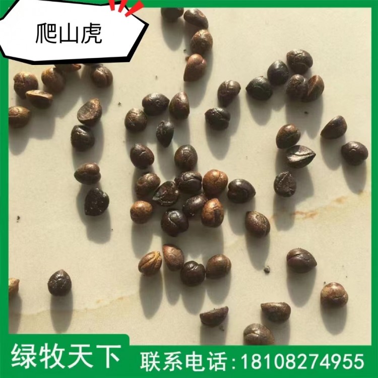 爬山虎種子批發(fā)價(jià)格 成都專業(yè)綠化植物種子 綠牧天下