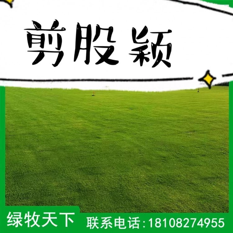 剪股穎馬蹄金光葉紫花苕戶(hù)外綠植灌木種子 易存活 綠牧天下