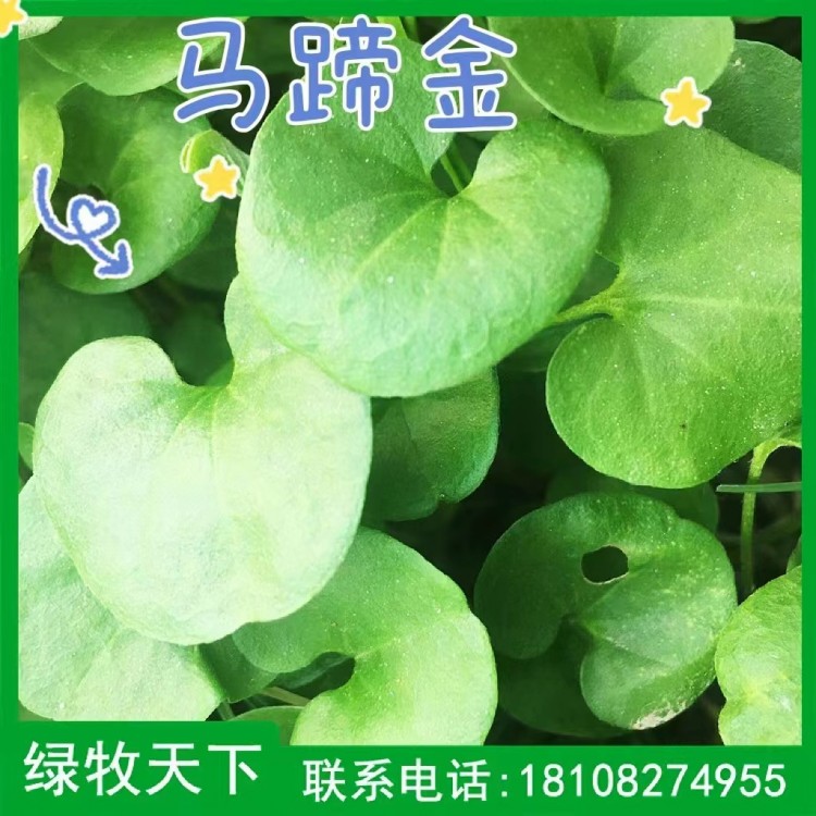 向日葵甜高粱多種種子草種花種現(xiàn)貨出售 綠牧天下