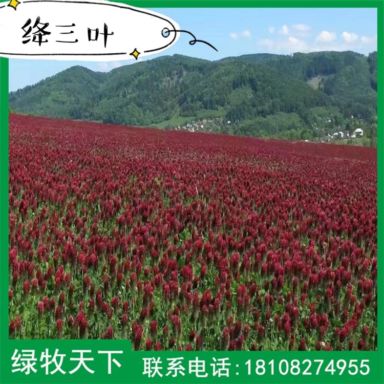 絳三葉光葉紫花苕粗糧牧草現(xiàn)貨出售 綠牧天下