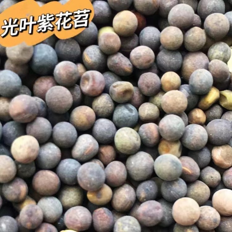 早熟禾狗牙根牧草種子大量出售 畜牧養(yǎng)殖草種 綠牧天下