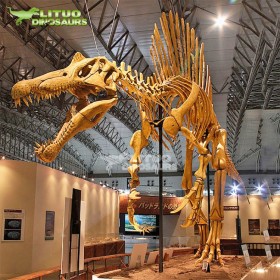 定制古生物化石 大型仿真恐龍骨架 博物館商場展品
