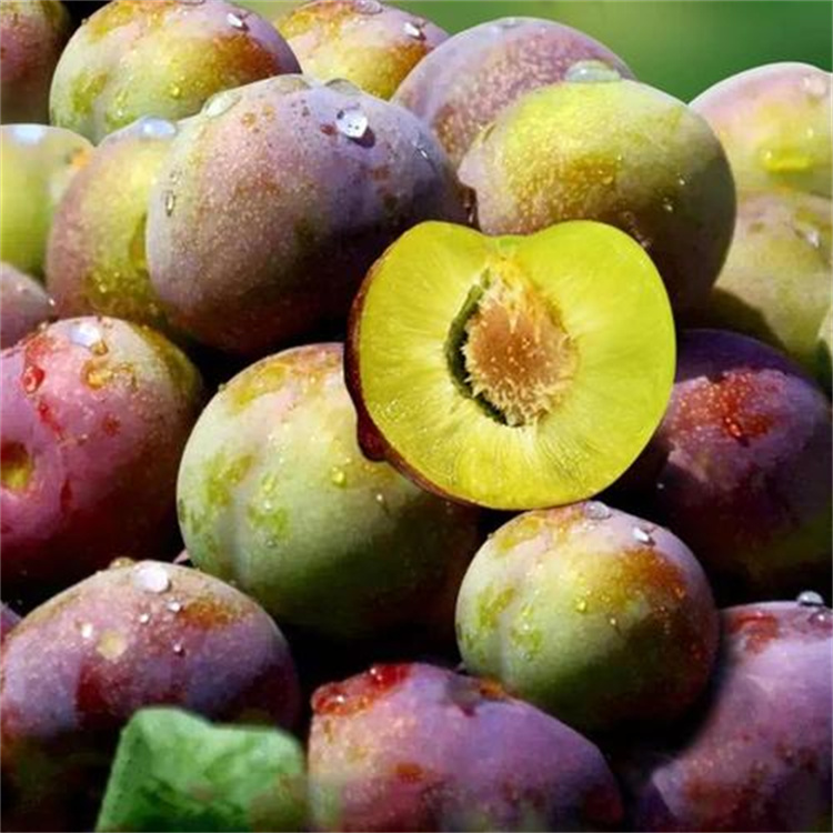 四川脆紅李 脆紅李樹(shù)苗批發(fā)