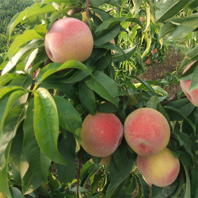 新品桃苗 文君桃苗 桃子樹(shù)苗批發(fā)