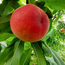 新品桃苗 文君桃苗 桃子樹(shù)苗批發(fā)