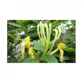 1,5-二咖啡?？鼘幩酑AS號(hào)30964-13-7