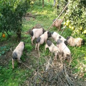 重慶香豬苗 巴馬小香豬長期供應(yīng) 好養(yǎng)殖