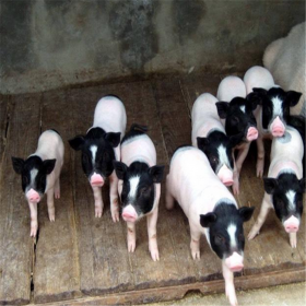 巴馬香豬仔批發(fā) 四川兩頭烏養(yǎng)殖商家 成活率高