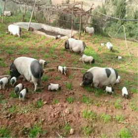 優(yōu)質(zhì)巴馬種香豬廠家供應(yīng) 兩頭烏種豬價(jià)格 生態(tài)散養(yǎng)好選擇